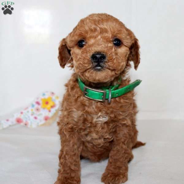 Beauty, Mini Goldendoodle Puppy